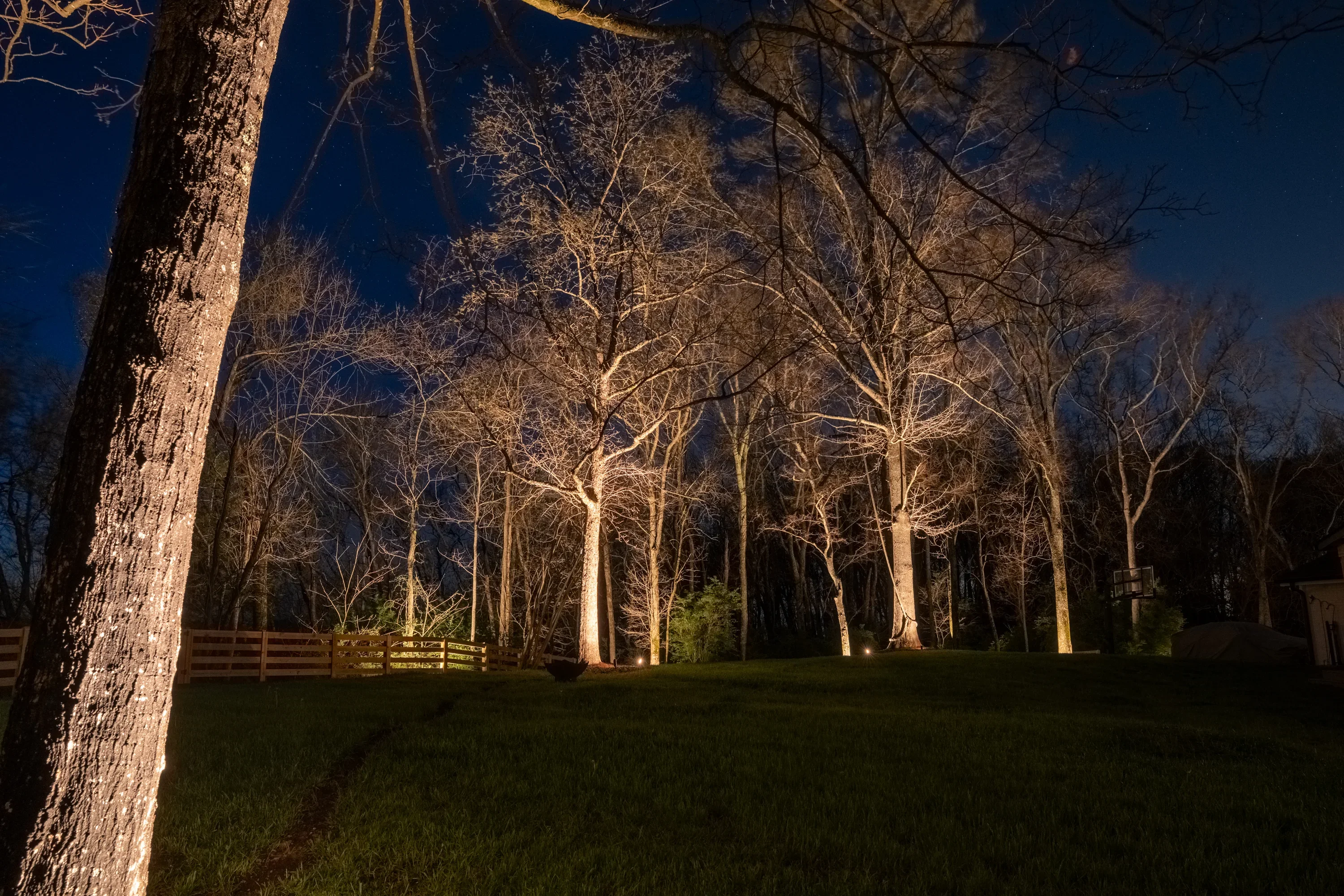 Nighttime landscape with warm uplighting on tall trees and green lawn