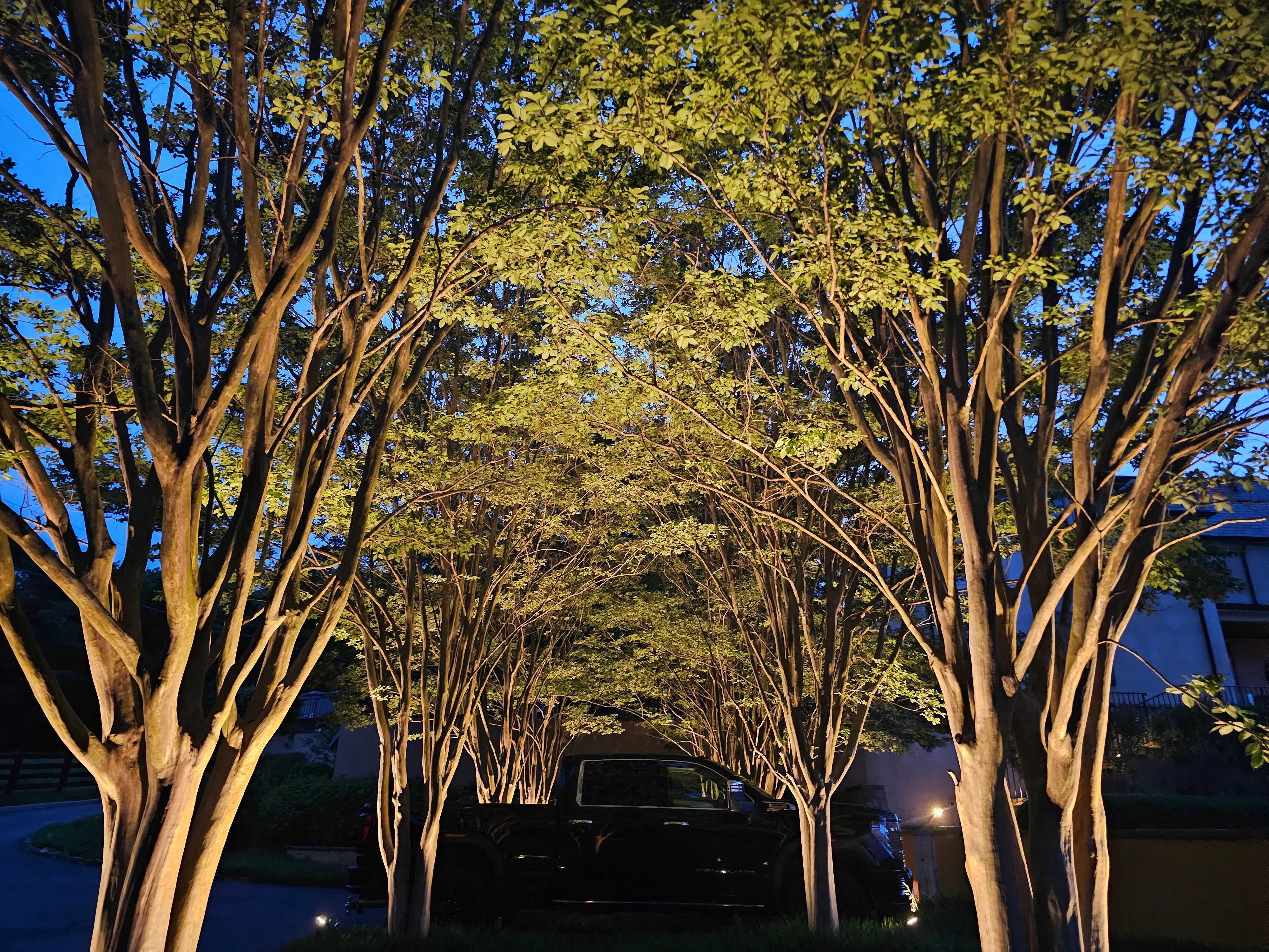 Warm uplighting on mature trees creating illuminated canopy tunnel effect at dusk