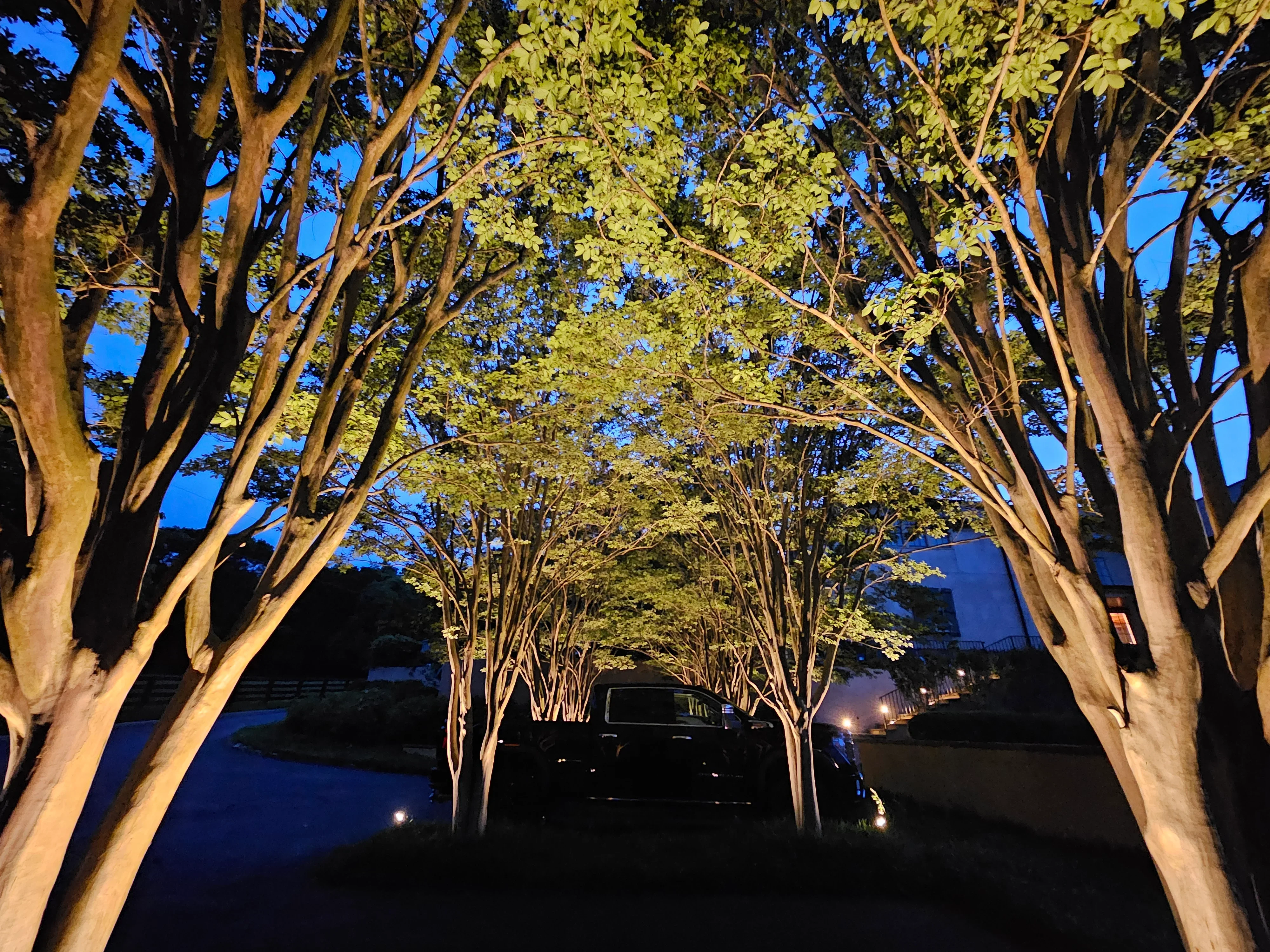 Uplighting on mature trees creating warm glow through canopy at dusk