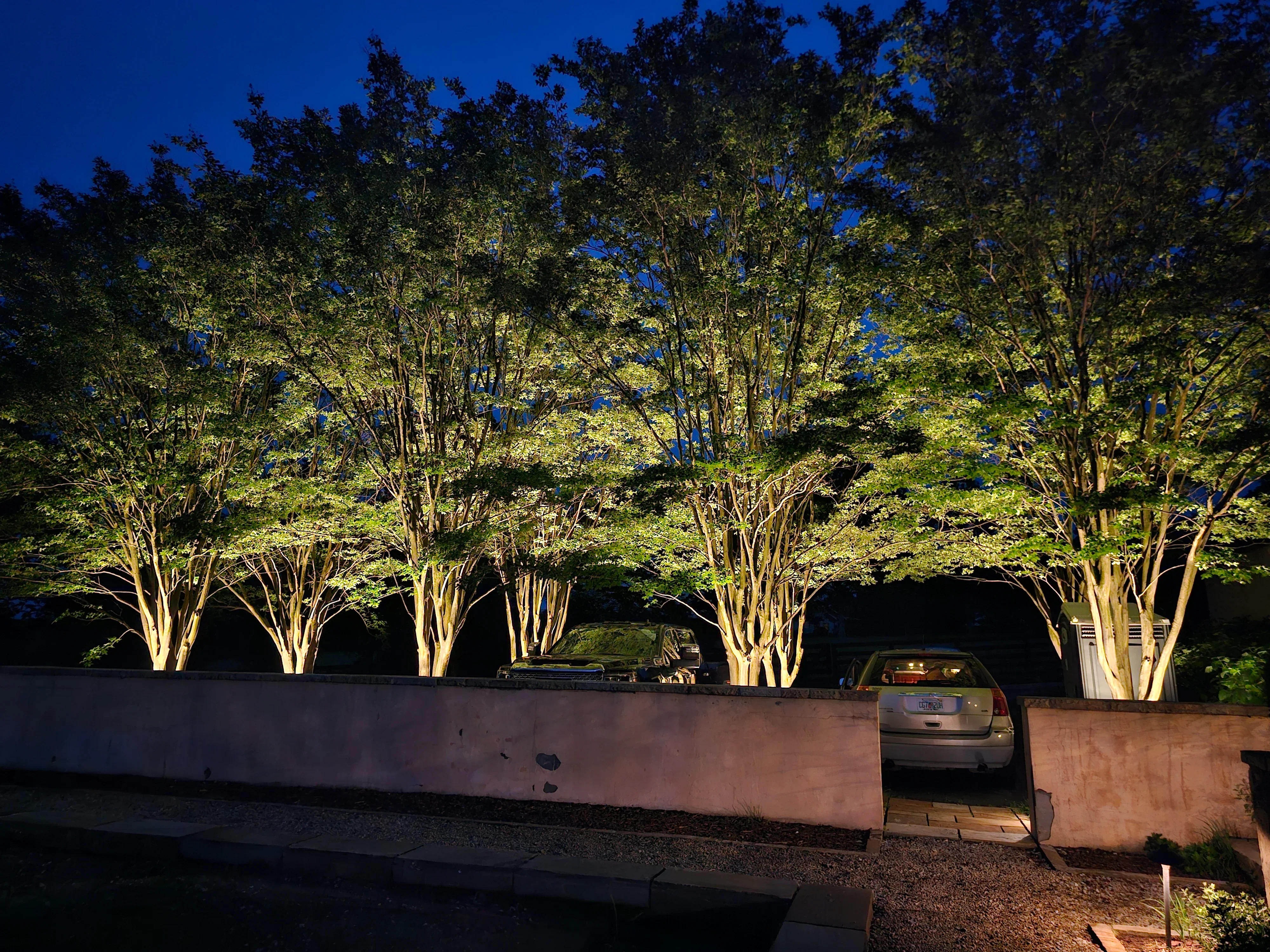 Uplighting illuminates mature trees along residential driveway at dusk